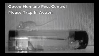 Qocoo Humane Pest Control Mouse Trap In Action [upl. by Grigson]