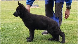 Dressage berger allemand noir 2 mois ☺️ [upl. by Assirral7]