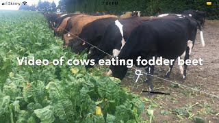 Cows Grazing Fodder Beet Cattle Eating Fodder Beet Crops FARM LIFE NZ [upl. by Nref]