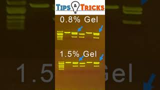 Gel Electrophoresis Agarose concentrations [upl. by Curran]