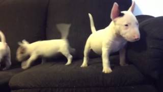 Top Quality Miniature Bull Terriers [upl. by Aelahc951]