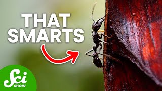 The 8 Most Painful Insect Stings on Earth [upl. by Leonid]