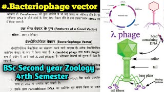 Bacteriophage vector in hindi  BSc Second year Zoology 4th semester [upl. by Eustacia701]