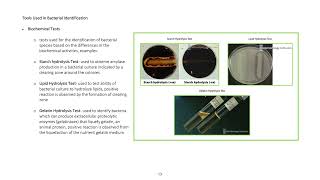 BIOCHEMICAL TESTS [upl. by Breanne]