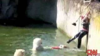 Polar Bear mauling woman  German Zoo in Berlin  Polar Bear Zoo Berlin [upl. by Naugan976]