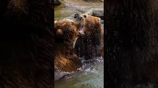 Real sound and fight of brown Bear [upl. by Aihsekyw]