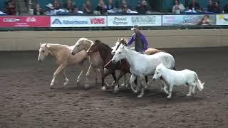 Liberty with 6 Horses  Dan James  Night of the Horse 2018  Del Mar National Horse Show [upl. by Lyred]