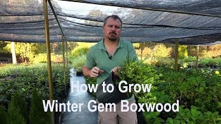 How to grow Winter Gem Boxwoods Buxus with a detailed description [upl. by Mert163]