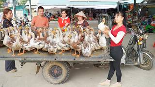 Use 3wheeled Vehicle Harvesting Many Ducks Goes To Countryside Market Sell  Daily Life [upl. by Rozele]