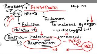 Denitrification 5 stage of Nitrogen Cycle [upl. by Mw717]