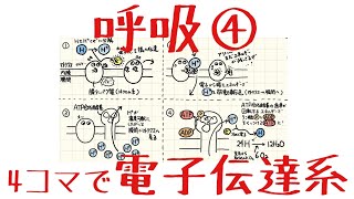 理系生物 第2章 呼吸④ 〜4コマで「電子伝達系」〜 [upl. by Ramunni]