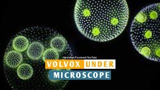 Volvox Properties Under Microscope Neurotech [upl. by Neih]