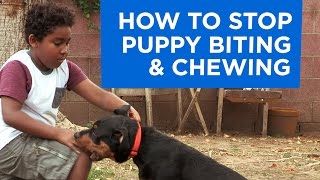 How to Stop Puppy Biting and Chewing [upl. by Bee250]