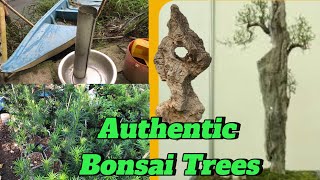 Stone bonsai the first step to prepare embryos for the following years Podocarpus macrophylllus [upl. by Kral874]