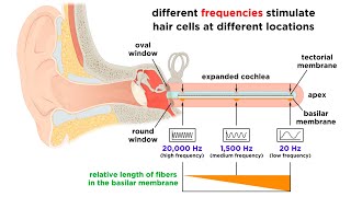 Processing Auditory Somatosensory Olfactory and Gustatory Information [upl. by Gussman452]