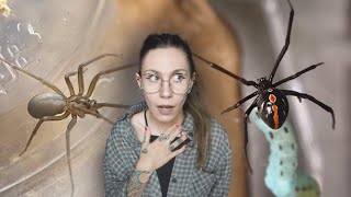 Keeping North Americas MOST DEADLY SPIDERS  as PETS the Brown Recluse amp Black Widow [upl. by Helbonnah]