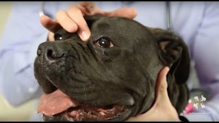 Vet Workshop  Cherry Eye in Dogs and How to Treat It Properly [upl. by Celene]