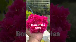 Bougainville repotting part 1 jishnuuthaman keralagarden home bougainvillea [upl. by Desdamonna506]