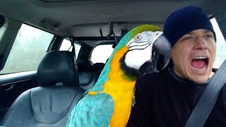 The FUNNIEST Parrots 🦜 🤣 Best Compilation [upl. by Nira]