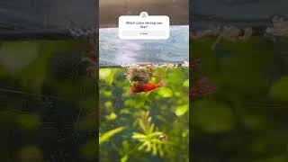 Cherry shrimp eating fry worm 🪱 🐛 viralvideo shorts [upl. by Hsina]