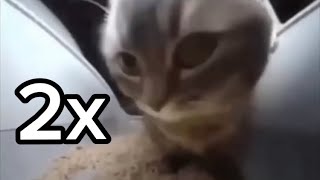 Chipi Chipi Chapa Cat but at 2x speed [upl. by Bensen]