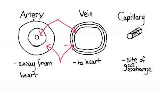 625 Relationship between structure and function of arteries veins and capillaries [upl. by Suelo]