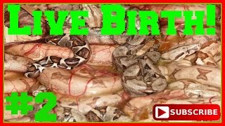 Boa constrictor giving birth PART 2 Boa constrictor babies SerpentSityExotics [upl. by Keeley]