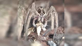 Wolf Spider Feeding [upl. by Hait]