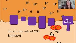 Oxidative Phosphorylation AP Biology 36 [upl. by Beryle]