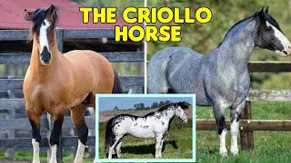 DISCOVER THE CRIOLLO HORSE ORIGINS TRAITS amp TOP STALLIONS horse criollohorse criollobreeds [upl. by Gianina]