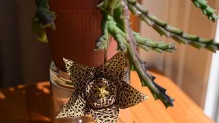 How I take care of succulent Stapelia Orbea variegata [upl. by Funk704]