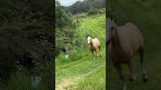 horse خيلالعربيالاصيل funny shorts horses خيل tranding horseracing horsegirl myhorse [upl. by Caia]