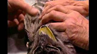 Harrys Practice Surgery  a Tawny Frogmouth [upl. by Haraf]