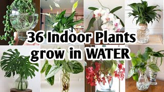 36 Indoor Plants You can grow in Water Best Indoor plants no need soil to grow Plant and Planting [upl. by Julee948]