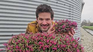 Delosperma with vibrant red foliage Introducing Delosperma Desert Dancers [upl. by Hosfmann]