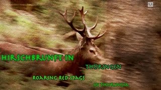 Hirschjagd in Thüringen  Roaring red stags in Thuringia [upl. by Bonne941]