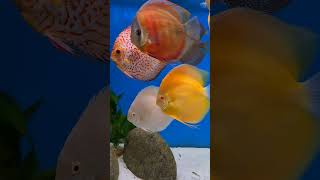 Discus Fish Tank [upl. by Lahcar347]