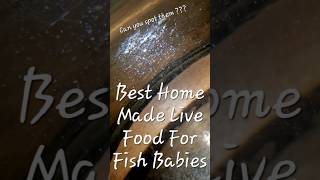 How To Make Infusoria At Home For Baby Fish  Easy Infusoria Culture At Home shorts [upl. by Crellen]