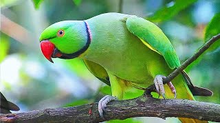 Ringneck Parrot Sounds Compilation [upl. by Zoldi]