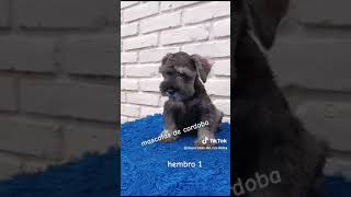 schnauzer los pichitos [upl. by Atat]