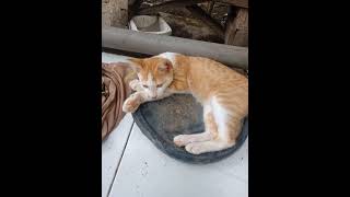 kucing lagi yantai kucingpenggemar [upl. by Christal]