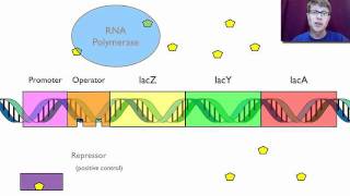 Gene Regulation [upl. by Sher]