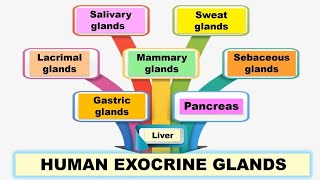 Human exocrine glands  Pancreatic Salivary Sweat Lacrimal Mammary Sebaceous and Gastric glands [upl. by Sesmar]