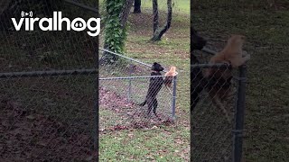 Dog Keeps Cat Contained In Yard  ViralHog [upl. by Vola461]