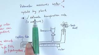 AS Biology  Transpiration OCR A Chapter 93 [upl. by Eicam]