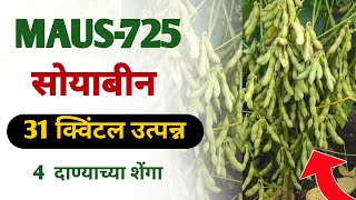 MAUS725 सोयाबीन वाना बद्दल माहिती  soybean Top Verity  जास्त उत्पन्न देणारा सोयाबीन वाण [upl. by Ogilvy]