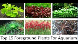 Top 15 Foreground Aquarium Plants [upl. by Cariotta869]