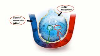 VENTILATION PERFUSION RATIO VQ EXPLAINED Breathing explained Respiratory Physiology [upl. by Nievelt259]