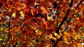 slow motion autumn leaves falling from branch [upl. by Abramson913]