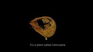 Shaping a carnivorous bladderwort trap [upl. by Junie]